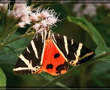 Endogemma caespiticia Vilnet & A.V. Troitsky (Lindenb.) Konstant. [Rasiges Jungermannmoos]