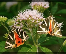 Endogemma caespiticia Vilnet & A.V. Troitsky (Lindenb.) Konstant. [Rasiges Jungermannmoos]