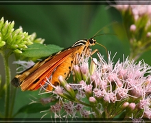 Endogemma caespiticia Vilnet & A.V. Troitsky (Lindenb.) Konstant. [Rasiges Jungermannmoos]