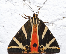 File:File:Euplagia quadripunctaria03.jpg