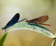 Datei:Beautiful Demoiselle Calopteryx virgo male female errors.jpg