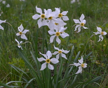 Narcissus x verbanensis