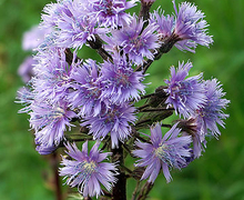 Datei:Cicerbita alpina - Schweiz - Julierpass- 0187.jpg